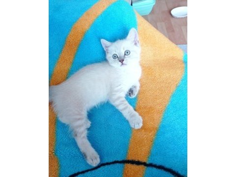 Son kalan 2 yavru kedimiz