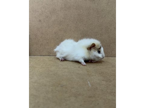 Ginepig yavrularımız gün içi gönderim sağlanmakta