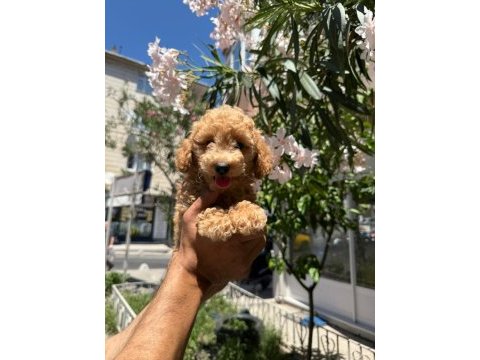 Orjinal apricot yavru poodle