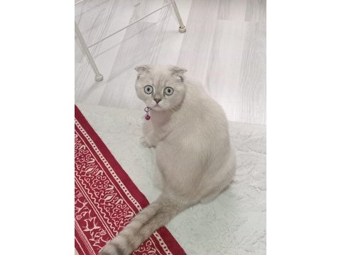 Kızımıza yuva arıyoruz scottish fold