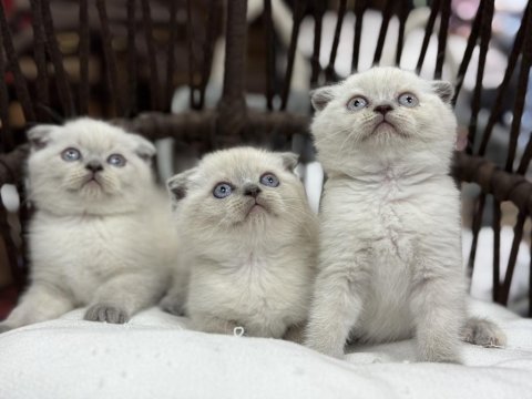 Scottish fold güzellikleri