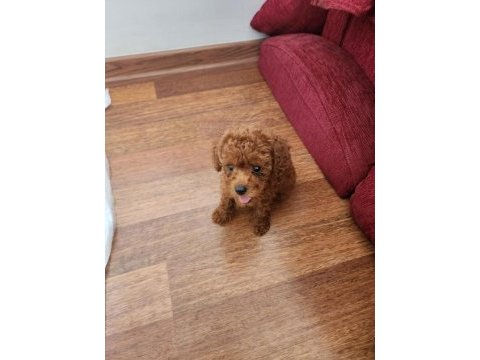 Poodle çikolata ya yuva