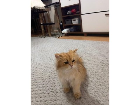 1.5 yaşında golden british longhair