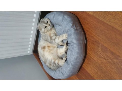 Scottish fold ücretsiz kedimiz