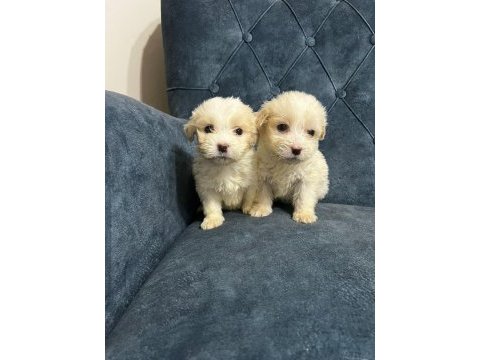 Kar beyaz maltipoo yavrularımız