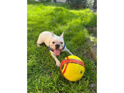 Eğitimli french bulldog