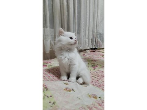 3 yaşında erkek ve dişi kedimiz