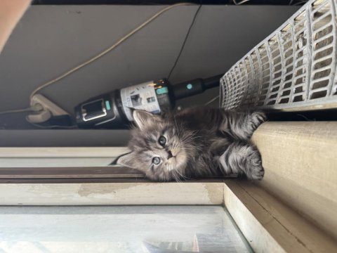 Xxl şampiyon kan hattı maine coon yavruları şecereli