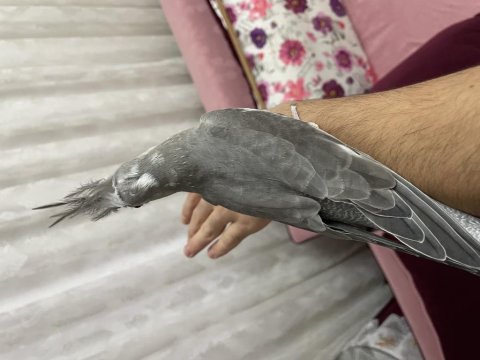 Yavru ıslık çalan erkek sultan papağanı