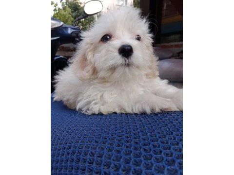 Erkek maltipoo