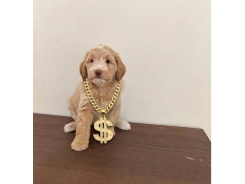 Maltipoo yavrularımız