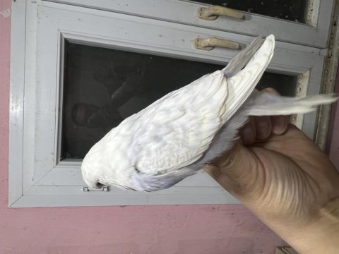 Show jumbo muhabbet kuşu yavrular ve takımlar