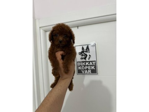 Poodle teacup