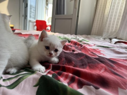 1 aylık blue point british yavruları