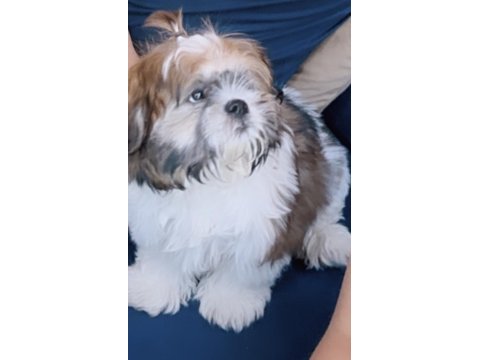 Eğitimli ve akıllı oyuncu shih tzu ares