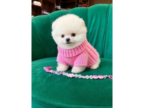En uyguna en kaliteli pomeranian