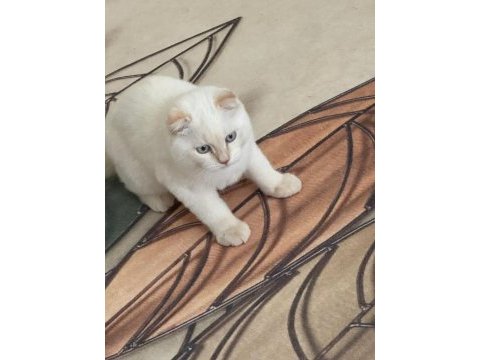 Beyaz erkek scottish fold 9 aylık