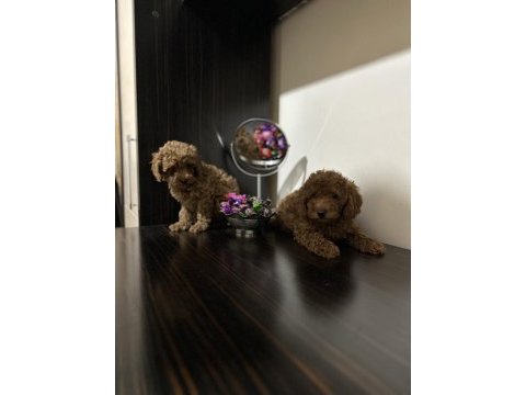 Sevimli toy poodle