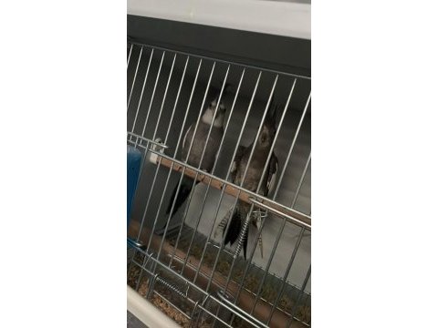 2 takım sultan 1 takım muhabbet kuşu