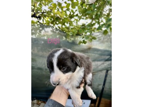 Saf kan border collie
