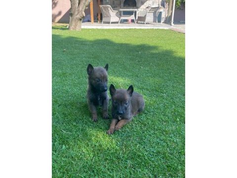 Malinois bebekler yeni yuvalarını bekliyorlar