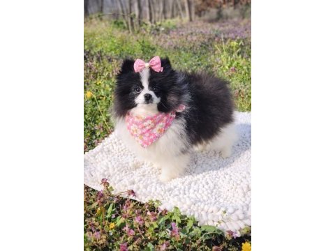 Dişi panda pomeranian boo