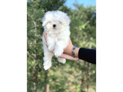 Kore orjinal 0 numara maltese bebekler
