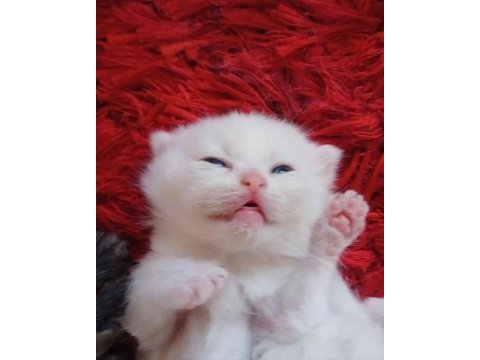 Rezerveye açık british shorthair yavrular