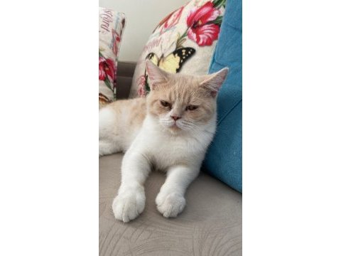 British shorthair bicolor erkek