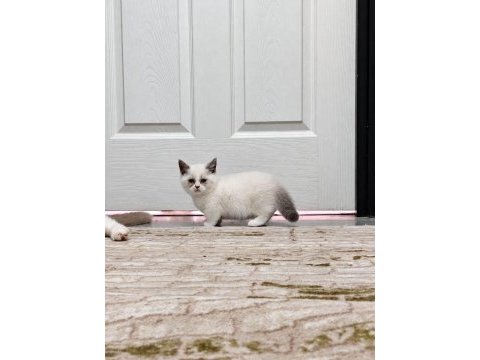 Munchkin yavrular