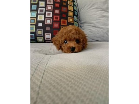 İzmirde kore poodle yavru