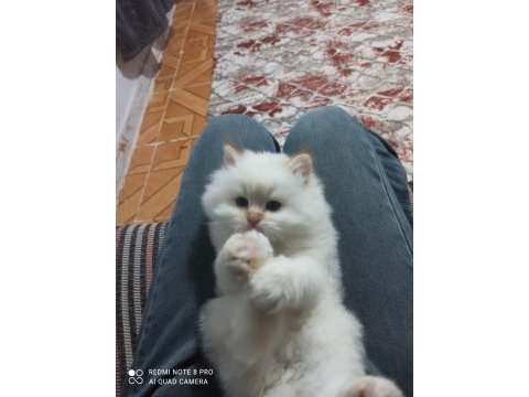 Harika erkek iran kedisi bebeğimiz