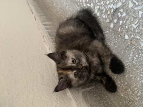 British longhair kedime yuva arıyorum