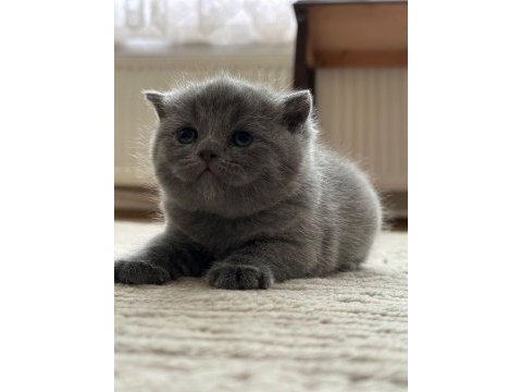 British longhair 2 aylık yavrumuz