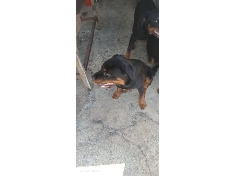 7 aylık rottweiler aşıları tam çipli kimlikli