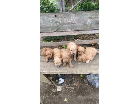 Maltipoo yavrular dsi ve erek mevcut