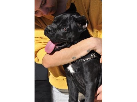 Fci/kif a şecere belgeli, ırk ve sağlık garantili cane corso