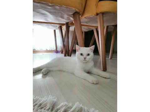 3 buçuk aylık british shorthair