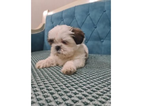 A kalite shih tzu