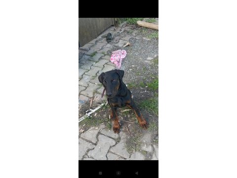 Dişi doberman 2.5 aylık