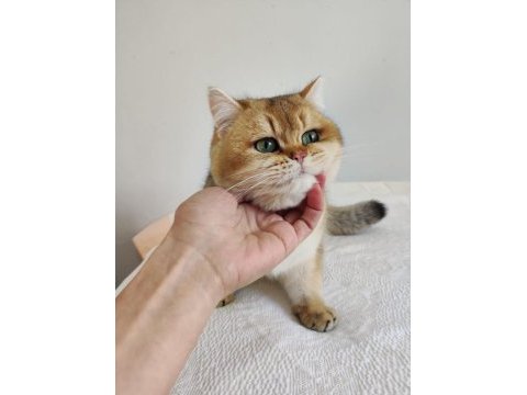8 aylık british shorthair golden ny11 ny24 kediler