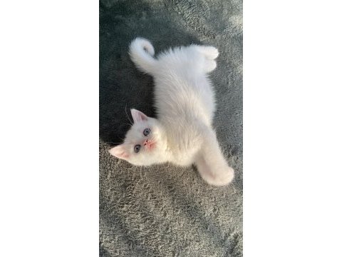 Pamuk british shorthair kızım