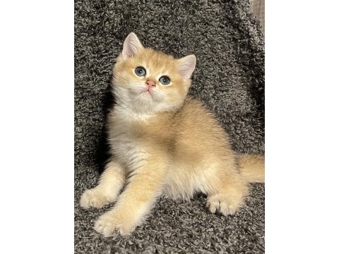 Anne baba şecereli safkan golden british shorthair erkek