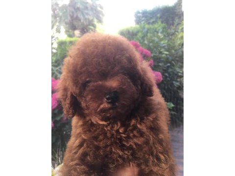 Kore poodle yavrular
