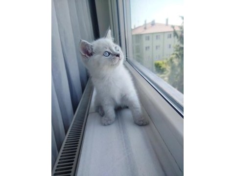 British shorthair dişi yavru