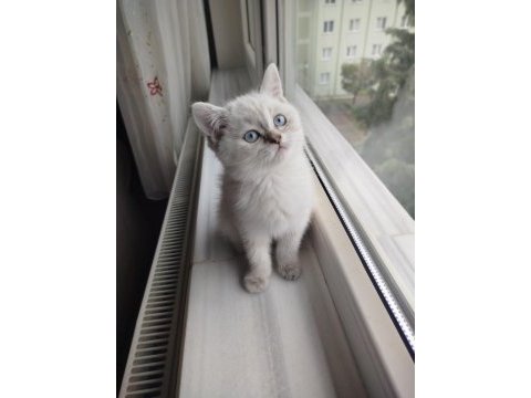 British shorthair dişi uyguna
