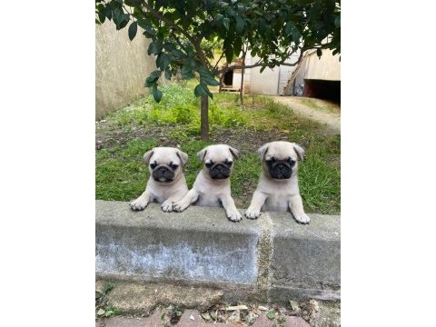Gül kuyruk pug yavrular her yere gönderilir 
