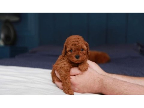 Toy poodle yavrularımız (kore)