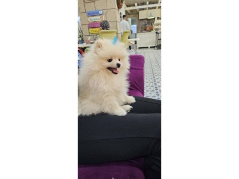 Gözyaşı lekesiz pamuk gibi aşılı bi pomeranian