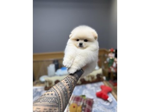 Tedy bear pomeranian pupy